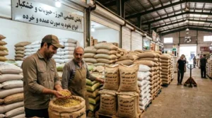 خرید عمده نخود از پخش عظیمی البرز