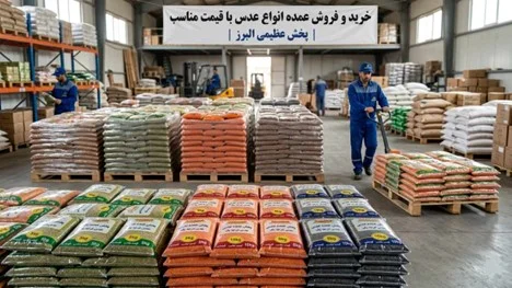 پخش عمده عدس با کیفیت - انواع عدس ایرانی و کانادایی در پخش عظیمی البرز