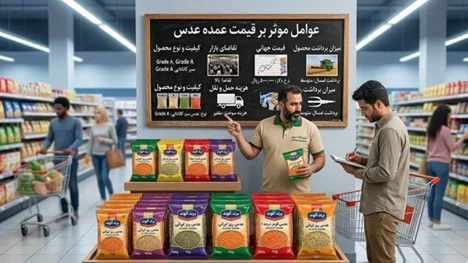 پخش عمده عدس با کیفیت - انواع عدس ایرانی و کانادایی در پخش عظیمی البرز